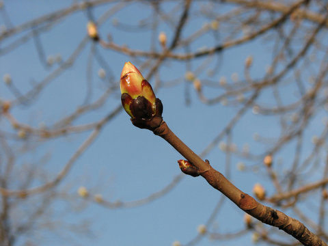 Large bud of chestnut tree, spring