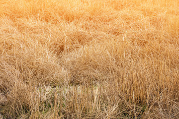 grass field background adjust to colorful and golden light