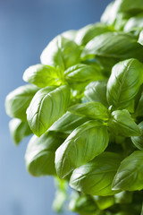 fresh basil leaves herb background