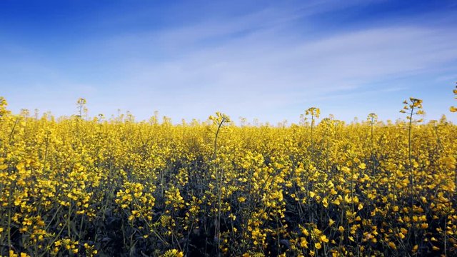 Blooming canola field adn blue sky. Close up.