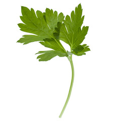 fresh parsley herb  leaves isolated on white background cutout