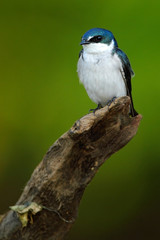 Mangrove Swallow, Tachycineta albilinea, bird from tropic river. Exotic swallow from Costa Rica. Bird sitting on the tree branch with clear green backgrounds. Swallow from Central America