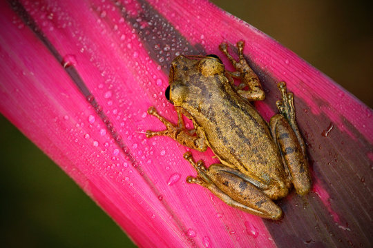 Tropic frog Stauffers Treefrog, Scinax staufferi, siting on the pink leaves. Frog in the nature tropic forest habitat. Costa Rica. Rare animal from Central America