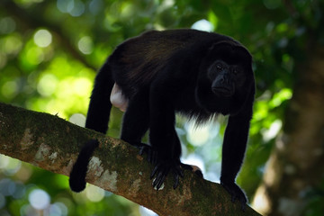 Mantled Howler Monkey Alouatta palliata in the nature habitat. Black monkey in the forest. Black monkey in the tree, Black monkey in Costa Rica national park. Animal in the tropic forest.