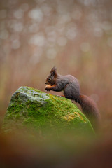 Cute red squirrel with long pointed ears eats a nut in autumn orange scene with nice deciduous forest in the background, animal sitting on moss green stone in the nature habitat, Germany