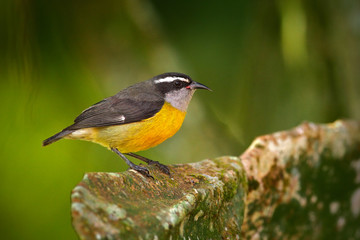 Little bird Bananaquit, Coereba flaveola, exotic tropic song bird sitting on the green leaves. Grey and yellow bird in the nature habitat. Animal bird in the Panama green forest.