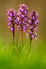Giant Orchid, Barlia robertiana, big wild European orchid in the green grass, April, Camargue, France