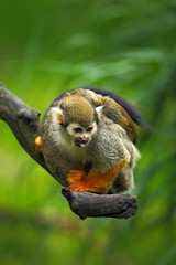 Naklejka na ściany i meble Common Squirrel Monkey, Saimiri sciureus, animal sitting on the branch in the nature habitat, Costa Rica
