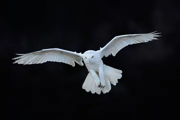 Photo sur Aluminium Hibou Harfang des neiges, Nyctea scandiaca, oiseau rare blanc volant dans la forêt sombre, scène d& 39 action hivernale aux ailes ouvertes, Canada