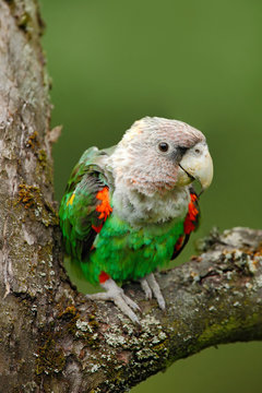 Brown-necked Parrot, Poicephalus robustus fuscicollis, green exotic bird sitting on the tree, Namibia, Africa