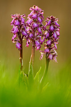 Giant Orchid, Barlia robertiana, big wild European orchid in the green grass, April, Camargue, France