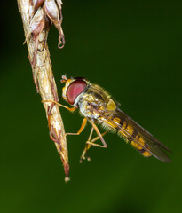 Hoverfly (Toxomerus politus) resting on a twig. San Carlos de Bariloche, Rí­o Negro, Patagonia, Argentina, South America.