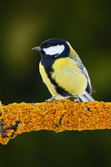 Great Tit, Parus major, black and yellow songbird sitting on the nice lichen tree branch, France
