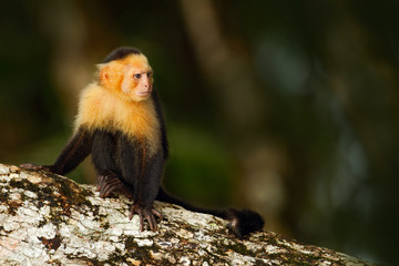 Black monkey sitting on the tree branch in the dark tropic forest. Monkey White-headed Capuchin,...