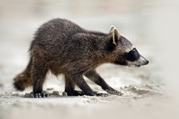 Raccoon, Procyon lotor, walking on white sand beach in National Park Manuel Antonio, grey animal in the nature habitat, Costa Rica