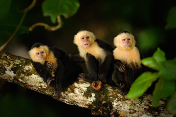 Naklejka premium White-headed Capuchin, Cebus capucinus, black monkey sitting on the tree branch in the dark tropic forest, animal in the nature habitat, wildlife of Costa Rica