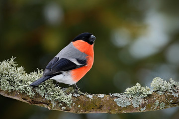 Bullfinch, Pyrrhula pyrrhula, sitting on yellow lichen branch, Sumava, Czech republic, red male songbird with green and yellow clear background, evening light