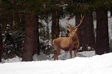 Naklejka na ściany i meble Red deer stag, bellow majestic powerful adult animal outside autumn forest, witer scene with snow forest, France