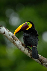 Toucan big beak bird Chesnut-mandibled. Toucan sitting on the branch in tropical rain with green jungle background. Toucan in the nature habitat. Black toucan with yellow bill in the Costa Rica