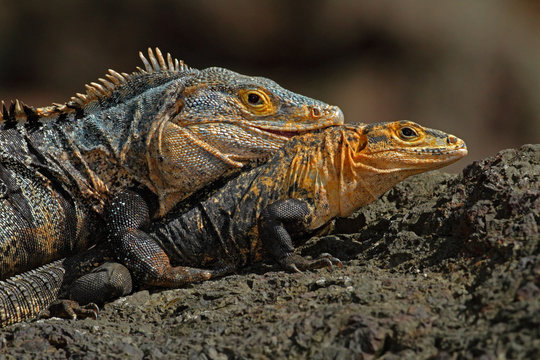 Pair of Reptiles, Black Iguana, Ctenosaura similis, male and female sitting on black stone, chewing to head, animal in the nature habitat, wildlife, Manuel Antonio national park, Costa Rica