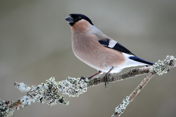 Bullfinch, Pyrrhula pyrrhula, sitting on yellow lichen branch, Sumava, Czech republic, Female grey songbird with green and yellow clear background, evening light