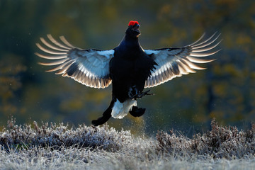 Flying bird. Black Grouse, Tetrao tetrix, lekking nice black bird in marshland, red cap head,...