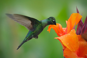 Nice hummingbird, Magnificent Hummingbird, Eugenes fulgens, flying next to beautiful orange flower with ping flowers in the background, animal in the nature habitat, Savegre, Costa Rica