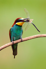 Obraz premium European Bee-eater, Merops apiaster, beautiful bird sitting on the branch with dragonfly in the bill, action scene in the nature habitat, Hungary