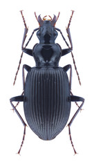 Beetle Limodromus assimilis