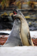 Elephant seal, Mirounga leonina, fight on the sand beach, rock in the background, two big animal in the nature habitat, Falkland Islands