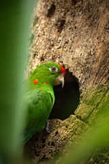Beautiful green parrot Finsch's parakeet, Aratinga finschi. Parrot bird in the forest habitat. Parrot sitting on the tree with green leaves, Parrot hidden in the forest near the nest hole, Costa Rica