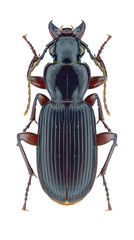 Beetle Pterostichus macer