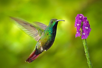Obraz na płótnie Canvas Hummingbird Green-breasted Mango in the fly with light green bac