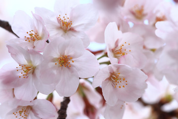 Naklejka premium Cherry blossom close up