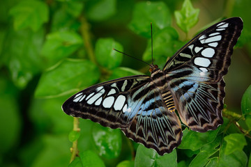 Beautiful butterfly, Clipper, Parthenos sylvia. Butterfly resting on the green branch, insect in the nature habitat. Butterfly sitting on the pink wild orchid in India. Wildlife scene in green forest.