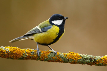 Great Tit, Parus major, black and yellow songbird sitting on the nice lichen tree branch, France