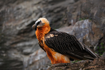 Obraz premium Bearded Vulture, Gypaetus barbatus, detail portrait of rare mountain bird, sitting on the rock, animal in stone habitat, Morocco