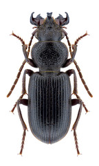 Beetle Ditomus calydonius oriens