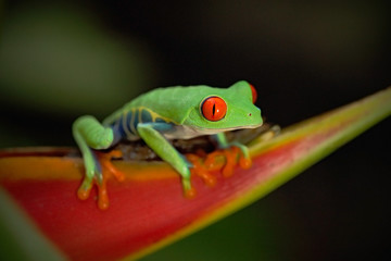 Exotic animal, red-eyed Tree Frog, Agalychnis callidryas, animal with big red eyes, in the nature habitat, Costa Rica