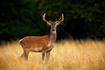 Naklejka na ściany i meble Red deer stag, bellow majestic powerful adult animal outside autumn forest, big animal in the nature forest habitat, England