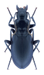 Beetle Laemostenus sericeus