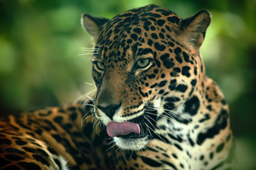 Naklejka na ściany i meble Jaguar. Detail head portrait of wild cat. Big animal in the nature habitat. Jaguar in Costa Rica tropic forest.