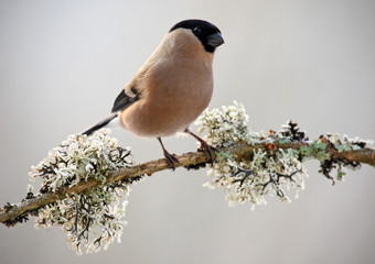 Naklejka premium Bullfinch, Pyrrhula pyrrhula, sitting on yellow lichen branch, Sumava, Czech republic, Female grey songbird with green and yellow clear background, evening light