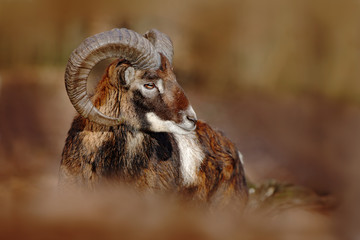 Mouflon, Ovis orientalis, forest horned animal in the nature habitat, portrait of mammal with big...