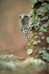 Hidden head portrait of goshawk. Detail of bird of prey Goshawk. Bird hawk sitting on the branch in the fallen larch forest during autumn. Bird goshawk hidden behind the tree trunk. Goshawk in Sweden
