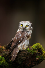 Small bird Boreal owl, Aegolius funereus, sitting on larch tree trunk with clear dark forest background, in the nature habitat, Sweden