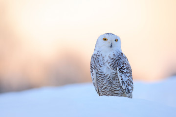 Snowy owl, Nyctea scandiaca, rare bird sitting on the snow, winter scene with snowflakes in wind, early morning scene, before sunrise, Manitoba, Canada