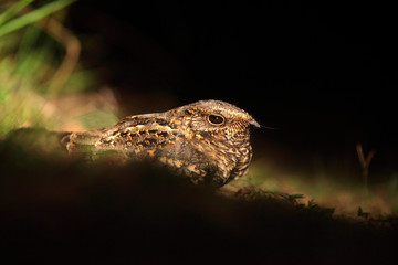 Pauraqu, Nyctidromus albicollis, nocturnal tropic bird sitting on the ground, night action scene, animal in the dark nature habitat, Pantanal, Brazil