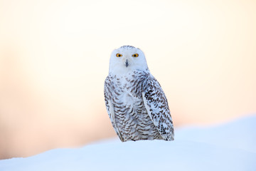 Snowy owl, Nyctea scandiaca, rare bird sitting on the snow, winter scene with snowflakes in wind, early morning scene, before sunrise, Russia