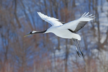 Flying White bird Red-crowned crane, Grus japonensis, with open wing, with snow storm, forest habitat in the background, Hokkaido, Japan